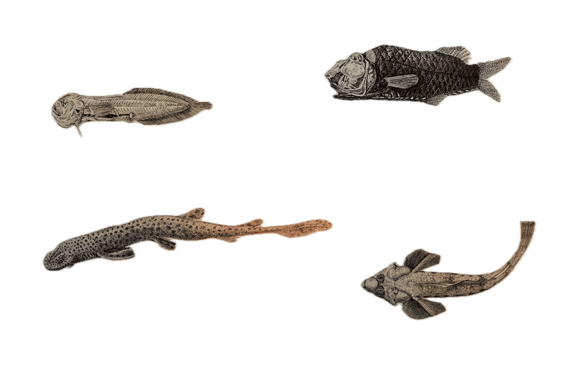 Dibujos de peces de Luisa de la Vega Weter. Fuente: Museo Nacional de Ciencias Naturales, CSIC.